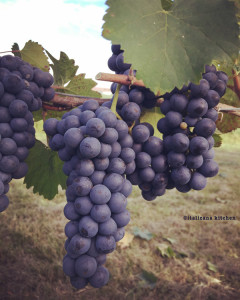 Lusvardi Wine: Nature's Gift
