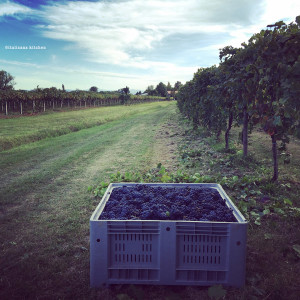 Lusvardi Wine: Nature's Gift